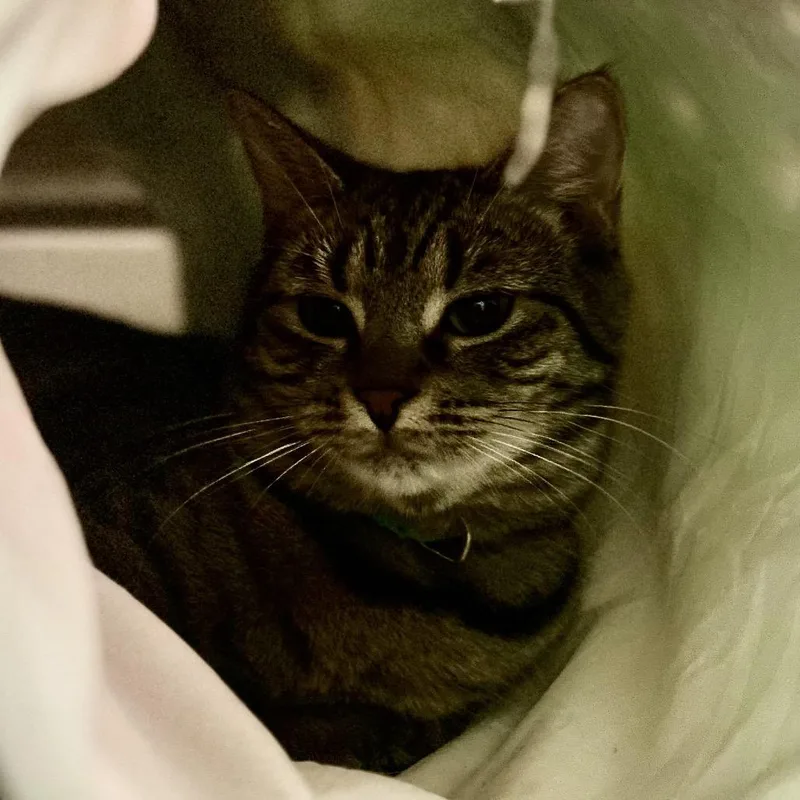 A young small-sized female Brown / Chocolate Domestic Short Hair cat named Tabitha for adoption in Philadelphia, PA