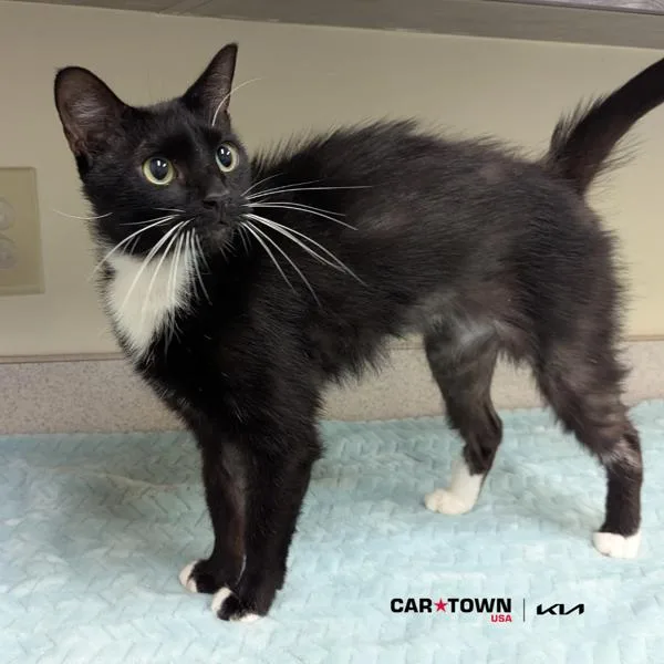 Slim Socks thumbnail 2