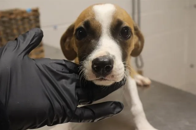 A baby small-sized male Mixed Breed dog named Maliketh for adoption in Columbia, SC
