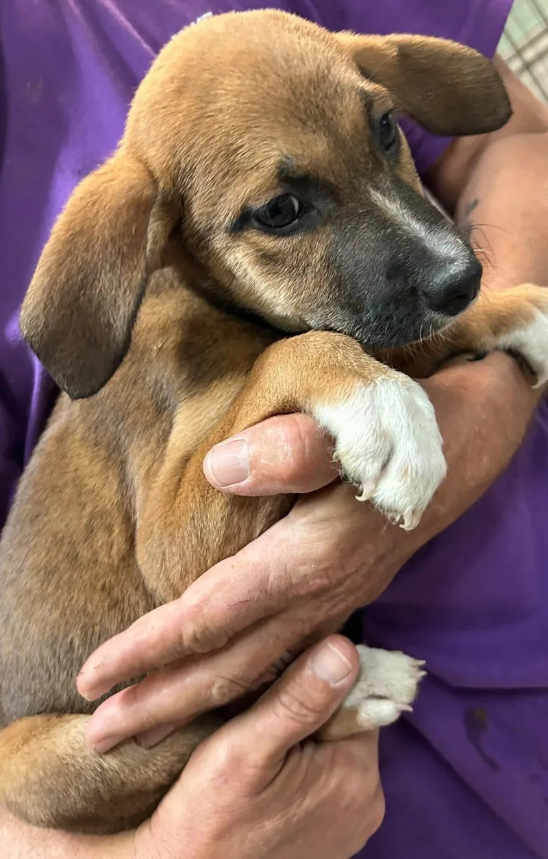 A baby medium-sized female Apricot / Beige Shepherd dog named Bashful for adoption in Woodbury, NJ