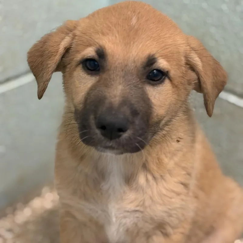 A baby medium-sized female Yellow / Tan / Blond / Fawn German Shepherd Dog dog named Teah for adoption in LOXAHATCHEE, FL