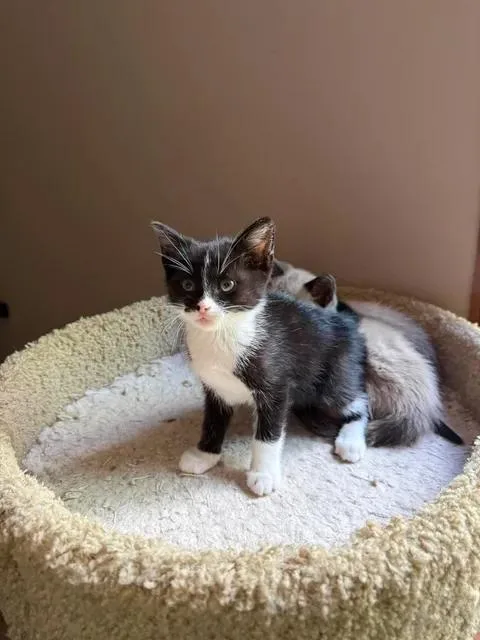 Mojo Jojo