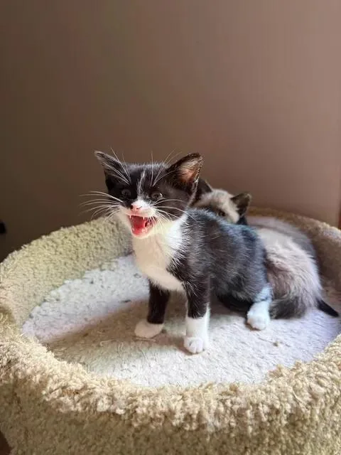 Mojo Jojo thumbnail 2