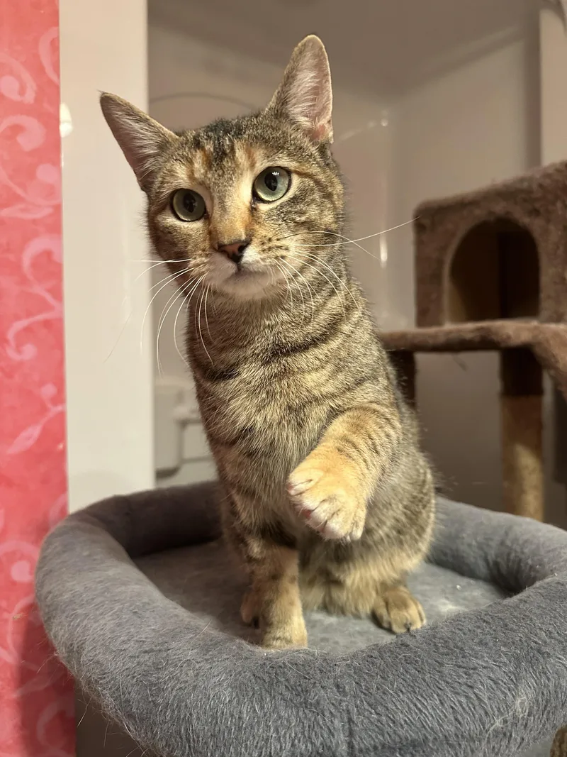 A young medium-sized female Torbie Domestic Short Hair cat named Maria for adoption in Albany, NY