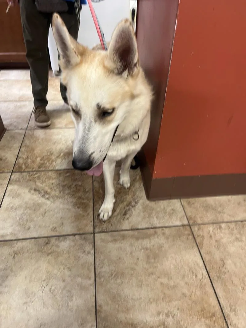 An adult large-sized male Yellow / Tan / Blond / Fawn Mixed Breed dog named School Boy Q for adoption in Cincinnati, OH
