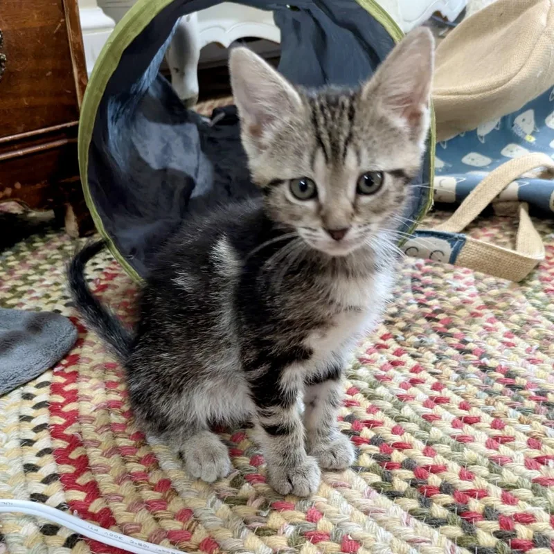 A baby medium-sized female Domestic Short Hair cat named Sparkles for adoption in Lancaster, PA