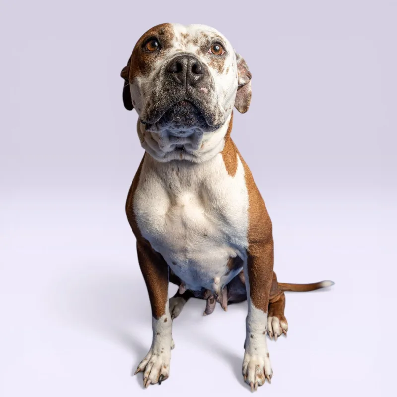 An adult medium-sized female Pit Bull Terrier dog named June Bug for adoption in Richardson, TX