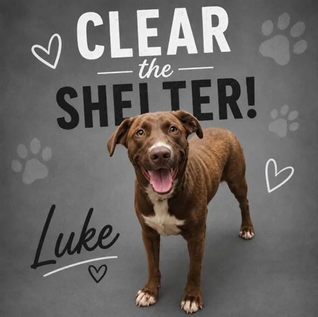 A young large-sized male Labrador Retriever dog named Luke for adoption in Wylie, TX