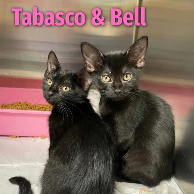 A baby small-sized female Domestic Medium Hair cat named Tabasco for adoption in Oak Ridge, TN