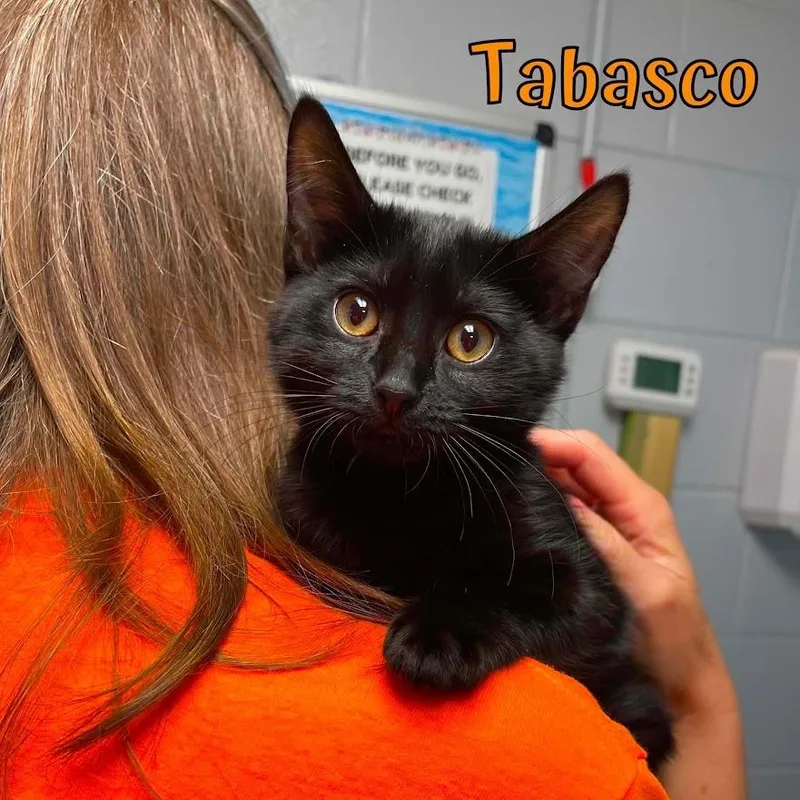 Tabasco thumbnail 2
