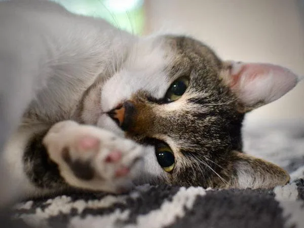 An adult medium-sized male Domestic Short Hair cat named Arthur for adoption in Portland, OR