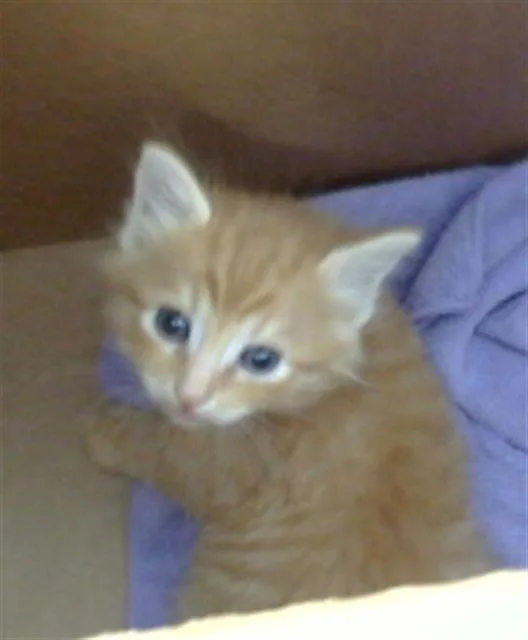 A baby medium-sized male Domestic Medium Hair cat named Micah for adoption in Dallas, TX