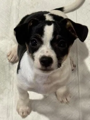 A baby small-sized female Jack Russell Terrier dog named Mocha for adoption in Sacramento, CA