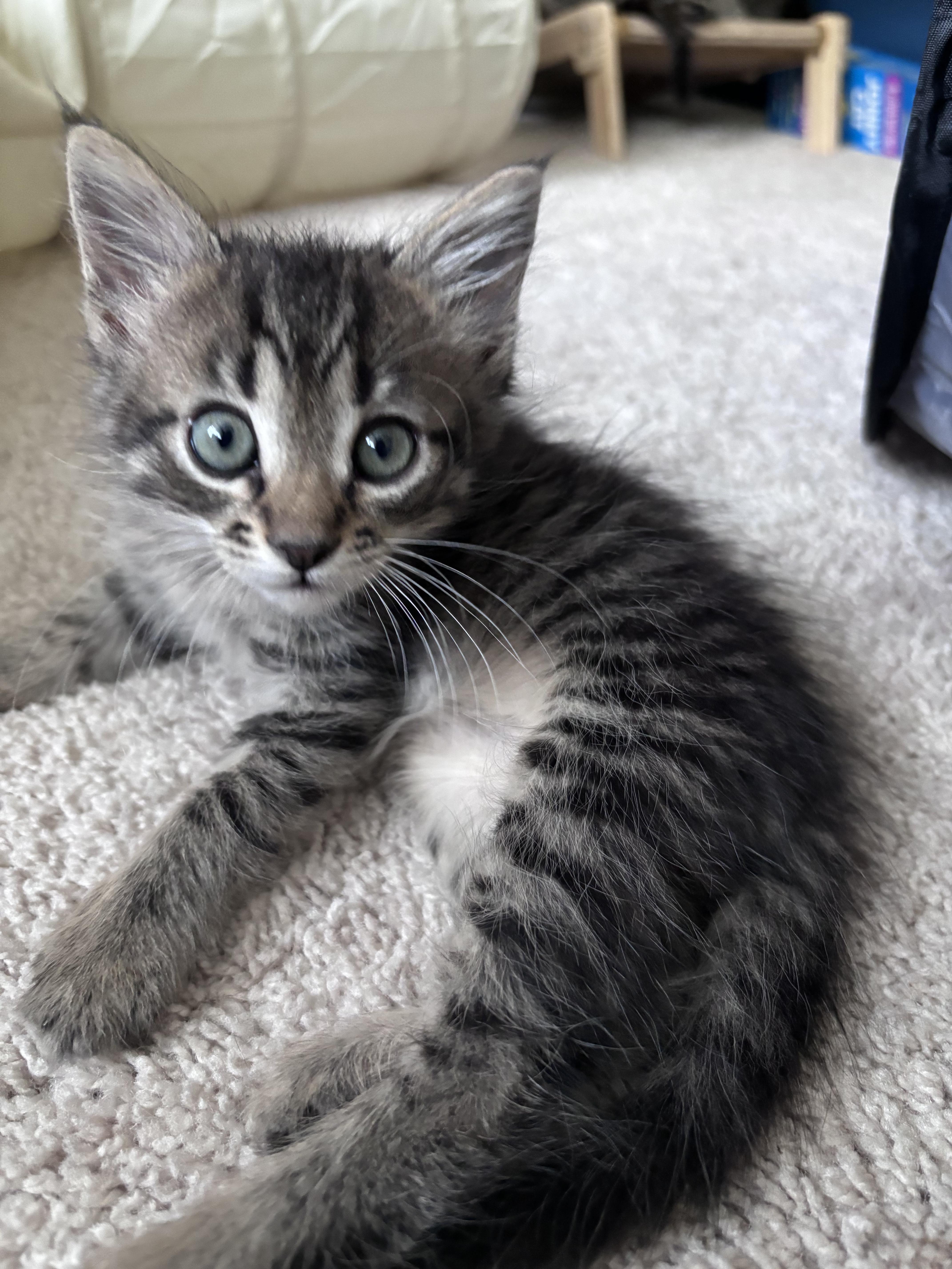 A baby medium-sized male Tabby (Brown / Chocolate) Tabby cat named Mando for adoption in Columbia, SC