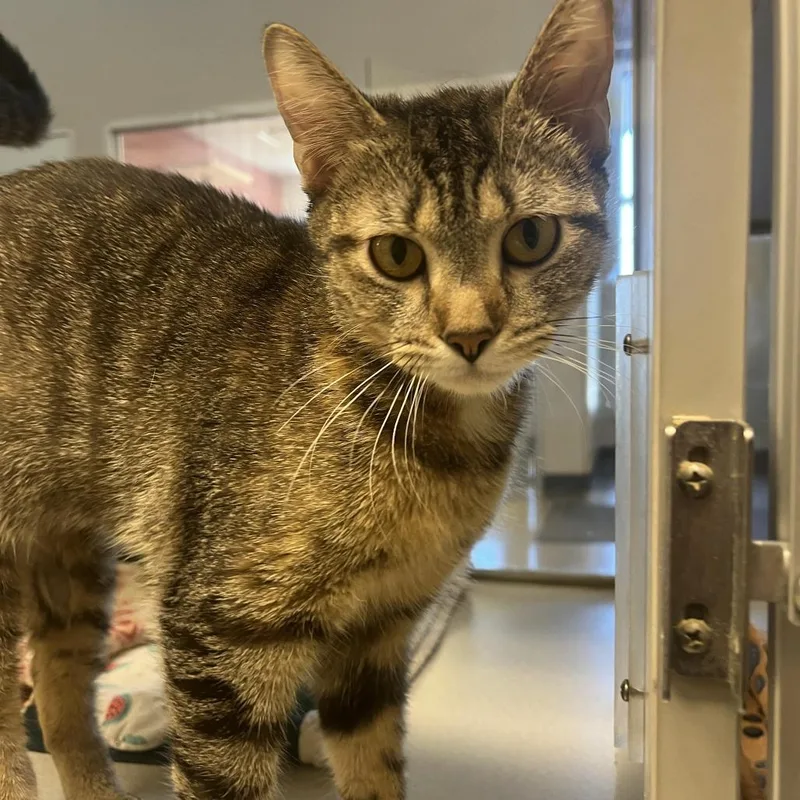A young large-sized female Domestic Short Hair cat named Sasha for adoption in Cedar Rapids, IA