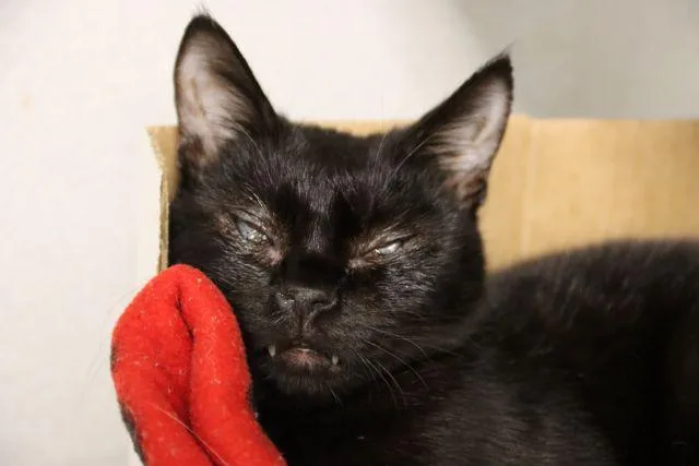 An adult small-sized male Domestic Short Hair cat named Arizona for adoption in Tucson, AZ
