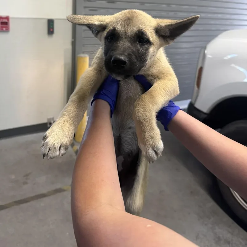A baby medium-sized female Brown / Chocolate Mixed Breed dog named 112035 for adoption in Las Cruces, NM
