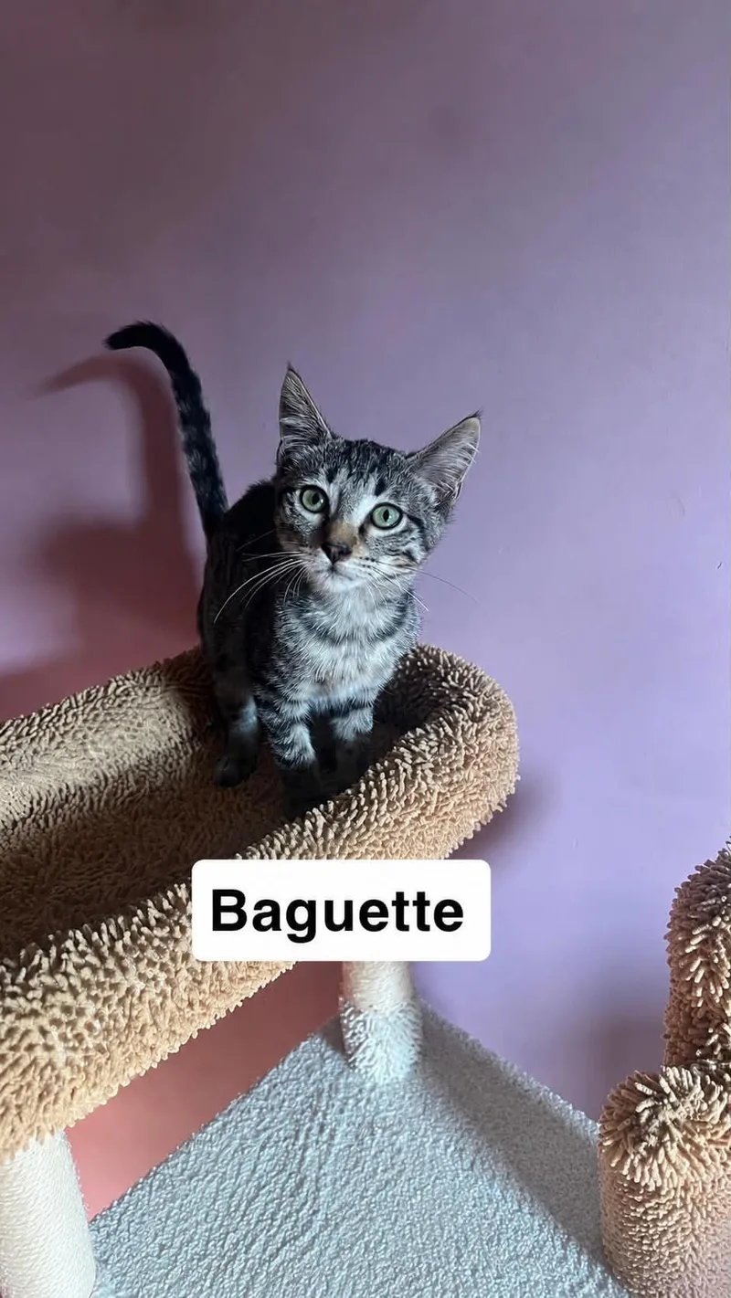 A young medium-sized male Domestic Short Hair cat named Baguette for adoption in Belchertown, MA