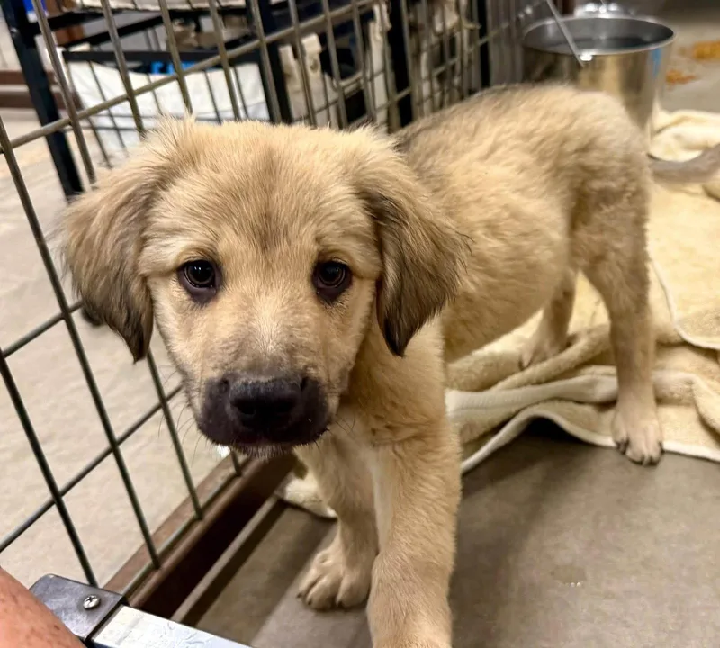 A baby medium-sized female Golden Retriever dog named Woody for adoption in Phoenix, AZ