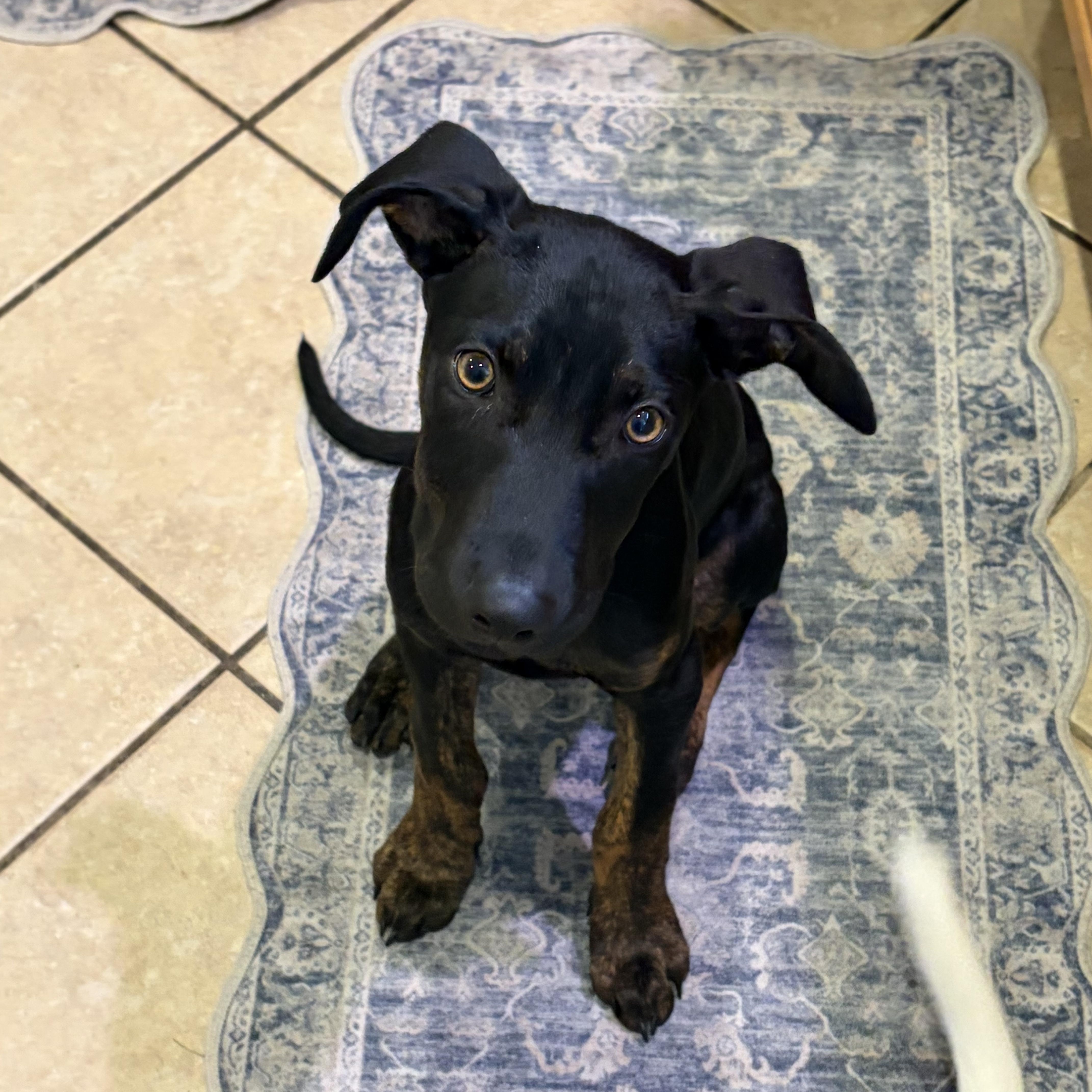 A baby medium-sized male Mixed Breed dog named Ash for adoption in Henderson, NV