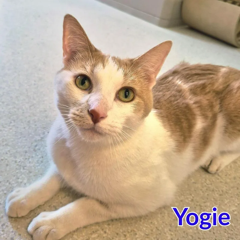 An adult medium-sized male Domestic Short Hair cat named Yogie for adoption in North Saint Paul, MN