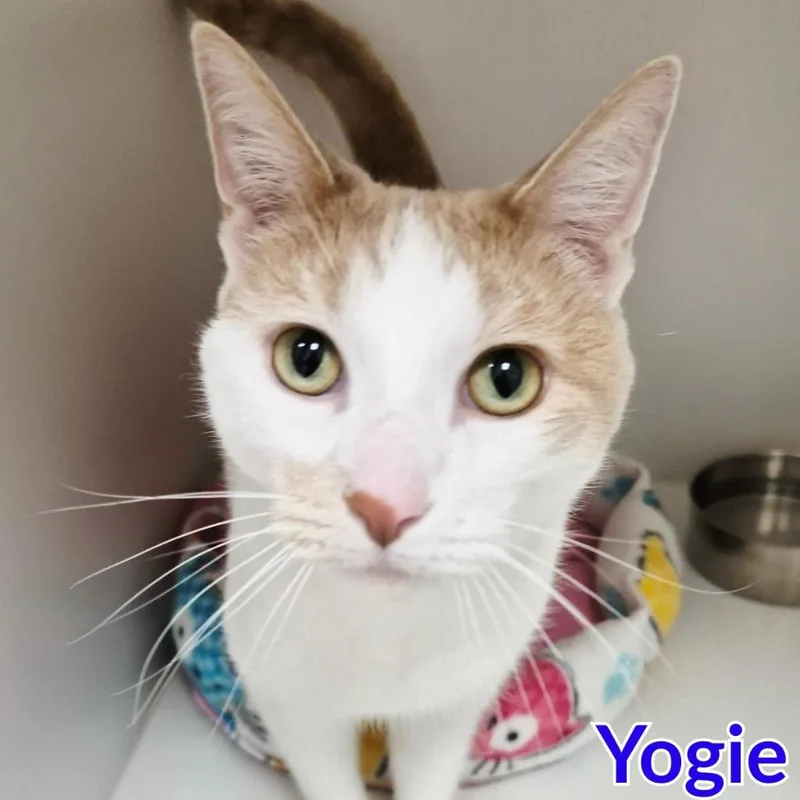 Yogie thumbnail 2