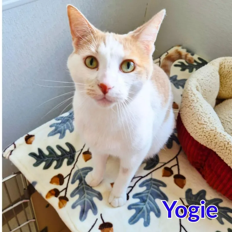 Yogie thumbnail 3