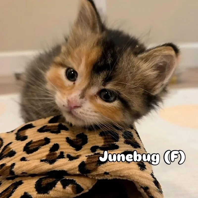 A baby small-sized female Torbie Domestic Short Hair cat named Junebug for adoption in Commerce City, CO