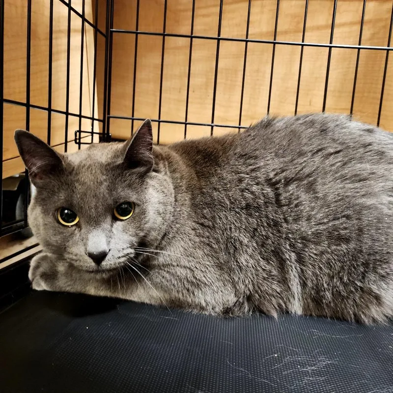 An adult small-sized male Gray / Blue / Silver Domestic Short Hair cat named Spook for adoption in Grantsville, UT
