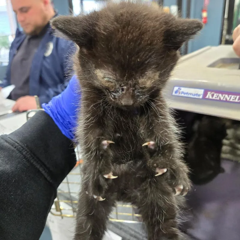 A baby small-sized male Black Domestic Short Hair cat named Gandolf for adoption in Newark, NJ