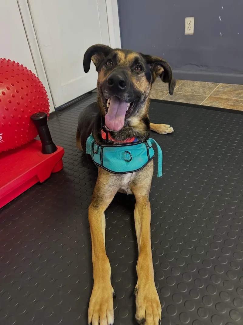 A young medium-sized male Bicolor German Shepherd Dog dog named Buddy for adoption in Milwaukee, WI