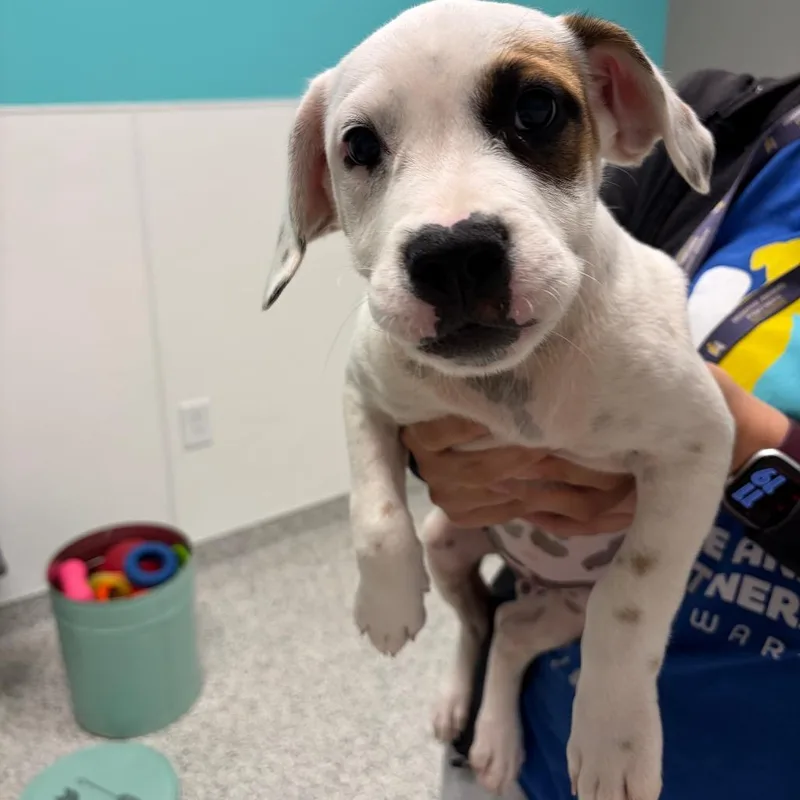 A baby small-sized male White / Cream Dachshund dog named Damon for adoption in Newark, DE