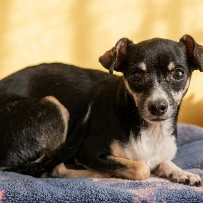 A young small-sized female Tricolor (Brown, Black, & White) Chihuahua dog named Betty for adoption in Boca Raton, FL