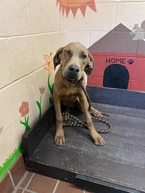 A young large-sized female Doberman Pinscher dog named Zara for adoption in Castaic, CA