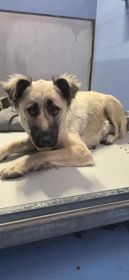 An adult large-sized female Apricot / Beige German Shepherd Dog dog named Berlin for adoption in El Paso, TX