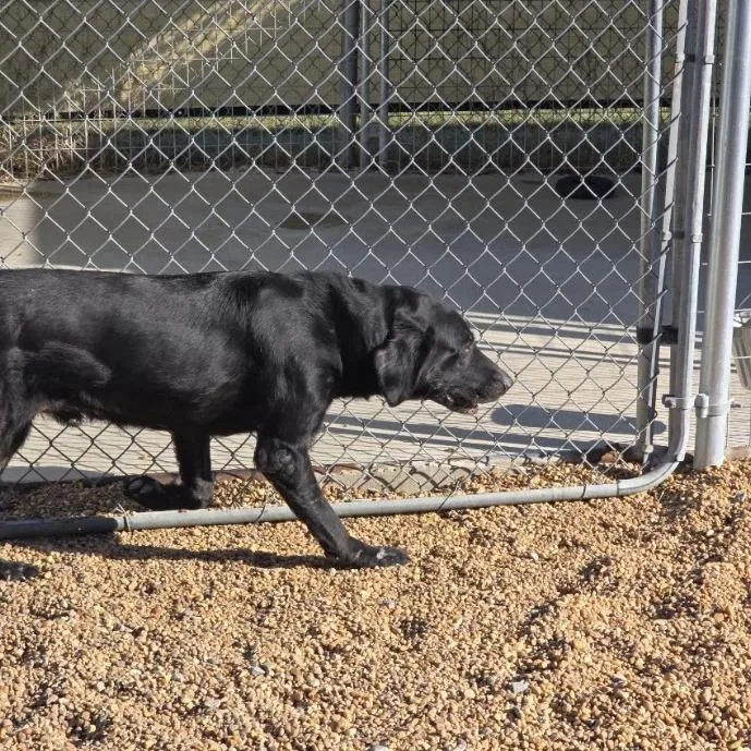 An adult large-sized male Black Labrador Retriever dog named Shadow for adoption in Elizabeth City, NC
