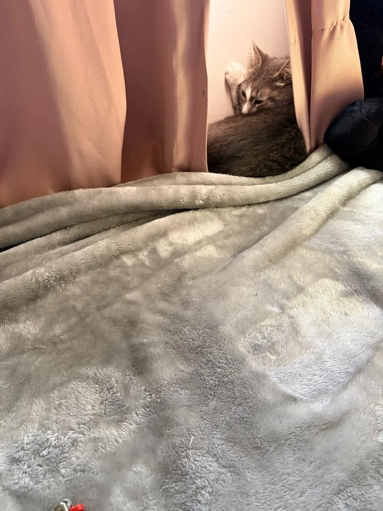 An adult medium-sized female Gray / Blue / Silver Domestic Short Hair cat named Little Mama for adoption in Elyria, OH