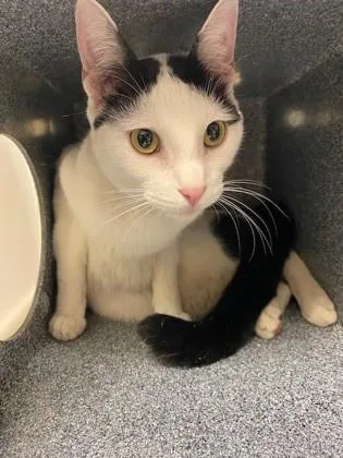 A baby medium-sized male Domestic Short Hair cat named Snowflake for adoption in Irving, TX