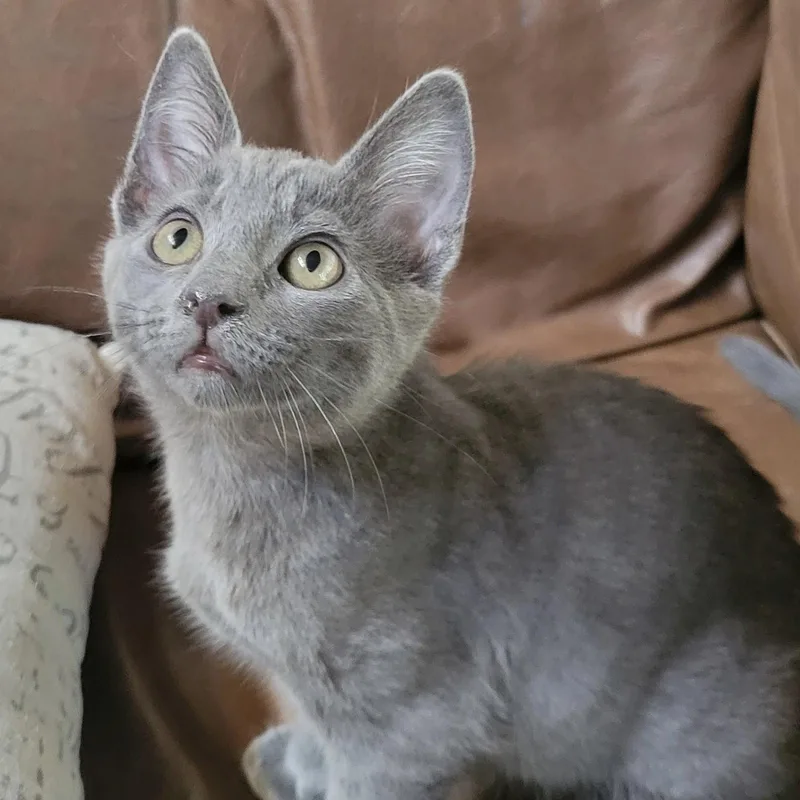 A baby medium-sized male Gray / Blue / Silver Domestic Short Hair cat named Colin for adoption in Sonora, CA