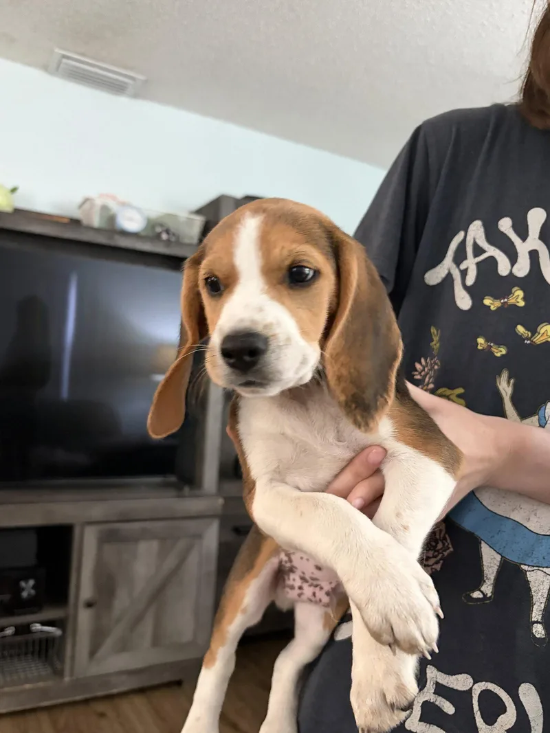 A baby medium-sized male Beagle dog named Davenport Pup Clay for adoption in Tampa, FL