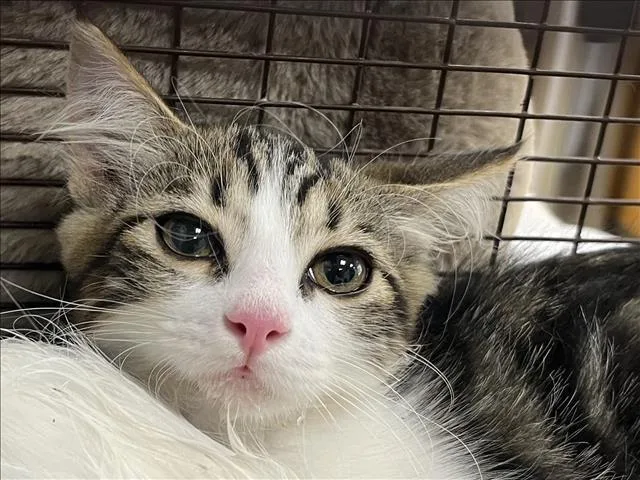 A baby medium-sized female Domestic Medium Hair cat named Chia for adoption in San Pedro, CA