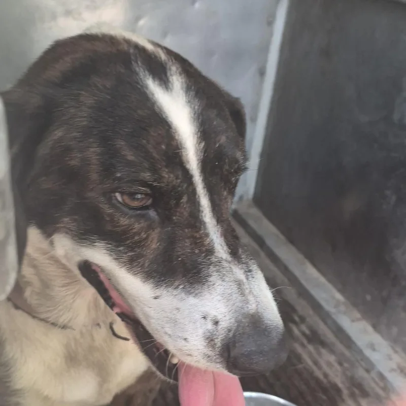 An adult medium-sized male Brindle Mixed Breed dog named Treestump for adoption in Durant, OK
