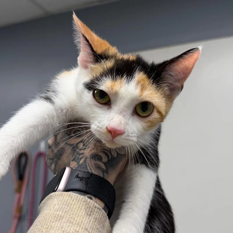 A baby small-sized female Calico Domestic Short Hair cat named Cajun for adoption in Birmingham, AL