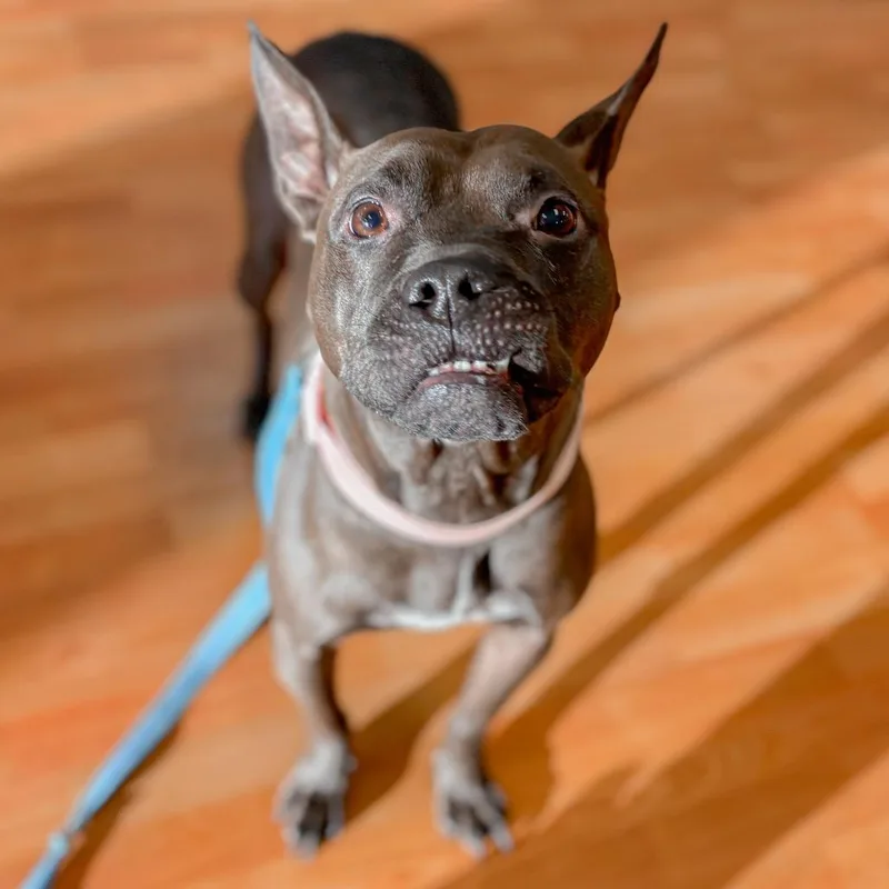 An adult medium-sized female Brown / Chocolate Mixed Breed dog named Glenda for adoption in Springboro, OH