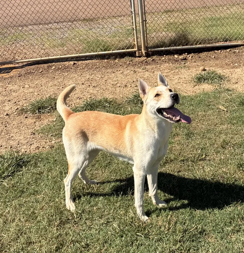 A young large-sized female White / Cream German Shepherd Dog dog named Nancy for adoption in Senatobia, MS