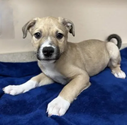 A young large-sized male Cattle Dog dog named Hank Hill for adoption in Phoenix, AZ