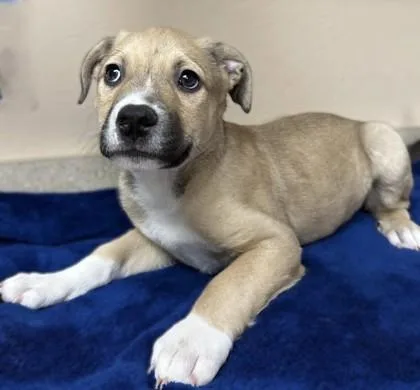 Hank Hill thumbnail 2