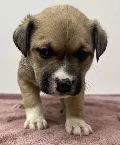 Hank Hill thumbnail 3