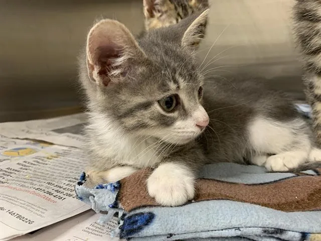 A baby small-sized male Domestic Short Hair cat named Lemonade for adoption in Grand Prairie, TX