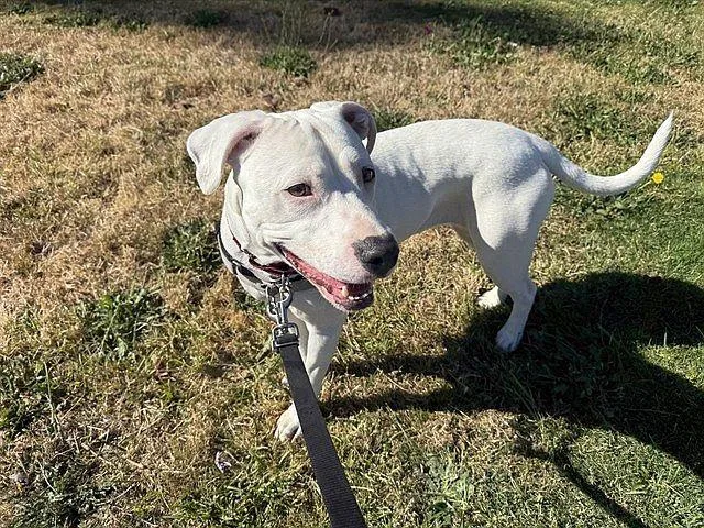 An adult medium-sized female White / Cream Pit Bull Terrier dog named Angel for adoption in Berkeley, CA